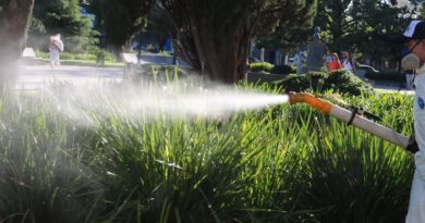 INFORME SOBRE DENGUE EN EL PARTIDO DE CAÑUELAS.