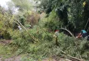 Situación tras el temporal