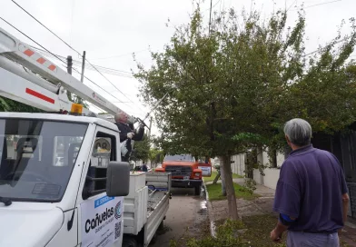 Inició la poda del arbolado público urbano en Cañuelas.