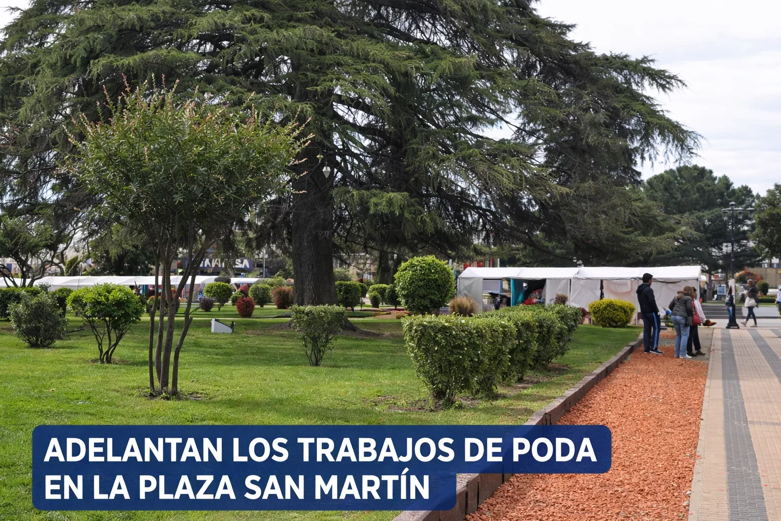 Cañuelas adelanta las tareas de poda en la Plaza San Martín por cuestiones ambientales. Cañuelas adelanta las tareas de poda en la Plaza San Martín por cuestiones ambientales.