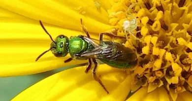 La Tierra como lienzo: Muestra Fotográfica en Homenaje a la Pachamama